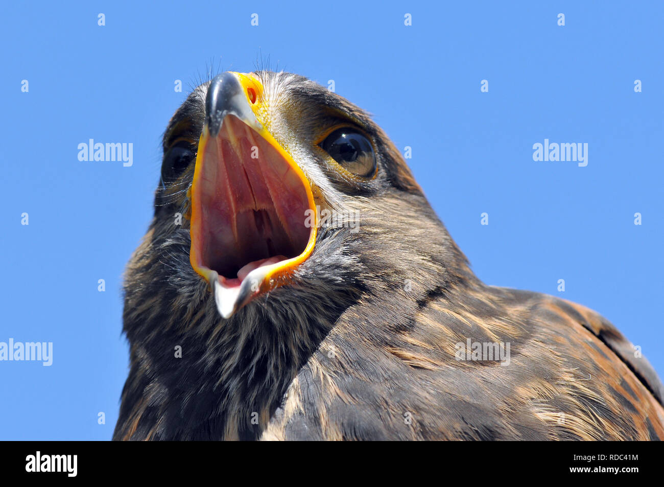 Harris hawk, bahía de alas negruzcas o halcón, halcón, Parabuteo unicinctus Wüstenbussard, Harris-ölyv Foto de stock