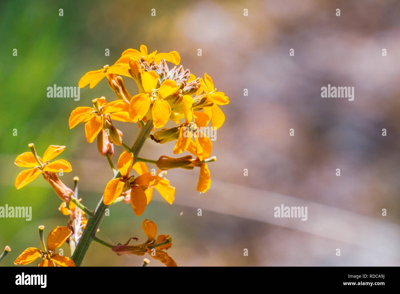 Alhelí occidental (Erysimum capitatum) que florece en primavera, pináculos National Park, California Foto de stock