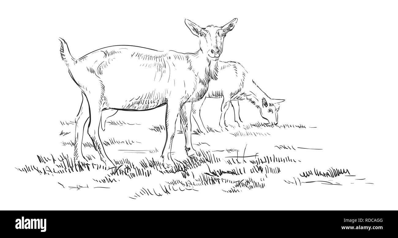 Dibujo a mano ilustración vectorial cabras en la pastura de pie en el perfil. Monocromo de dibujo a mano alzada dibujo vectorial ilustración en color negro aislado en w Ilustración del Vector