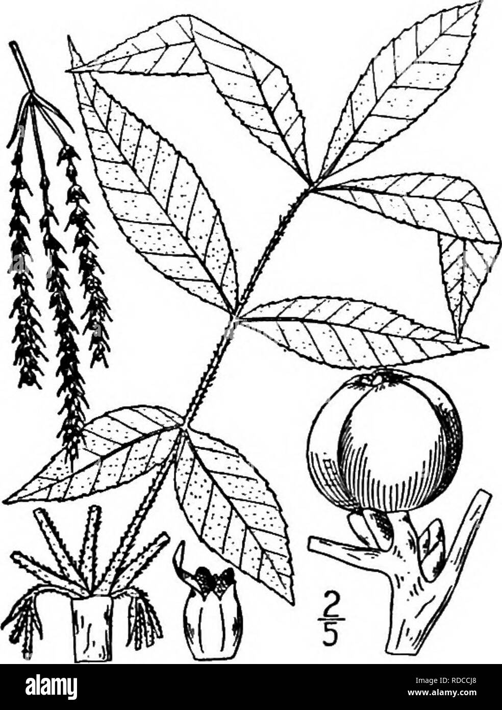 . Árboles de América del Norte : ser descripciones e ilustraciones de los árboles que crecen independientemente del cultivo en América del Norte, al norte de México y las Indias Occidentales . Los árboles. 230 La pistillate Hickories Las flores son densamente marrón-haiiy. El fruto es subglobose obovoid o con forma de pera, rusty brown y ligeramente lobulada, la cáscara más delgada, la división más tardíamente en 4 válvulas; tuerca blanco o casi, aplanado lateralmente, 4-celled en la base, su caparazón moderadamente fina; semilla dulce y comestible. La especie ha sido confundida con Hicoria villosa, que mucho se asemeja. 7. Cínico tuerca -Hico Foto de stock