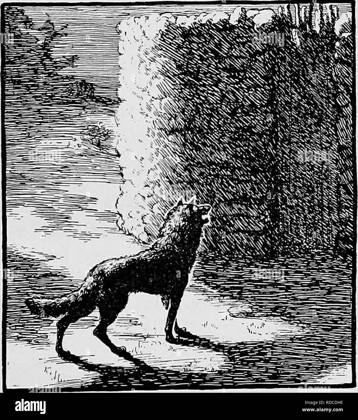 . Pennsylvania animales extintos. La zoología. WOLF días en Pennsylvania. Mal Magistrado . Pennsylvania animales extintos. La zoología. WOLF días en Pennsylvania. Mal Magistrado
