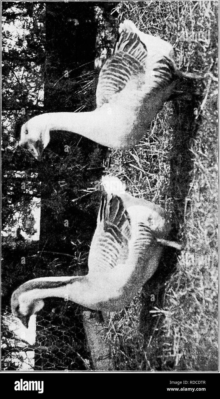 . Principios y práctica de la cultura de aves de corral . Las aves de corral. u o 455. Por favor tenga en cuenta que estas imágenes son extraídas de la página escaneada imágenes que podrían haber sido mejoradas digitalmente para mejorar la legibilidad, la coloración y el aspecto de estas ilustraciones pueden no parecerse perfectamente a la obra original. Robinson, John H. (John Henry), 1863-1935. Boston ; Nueva York : Ginn y compañía Foto de stock