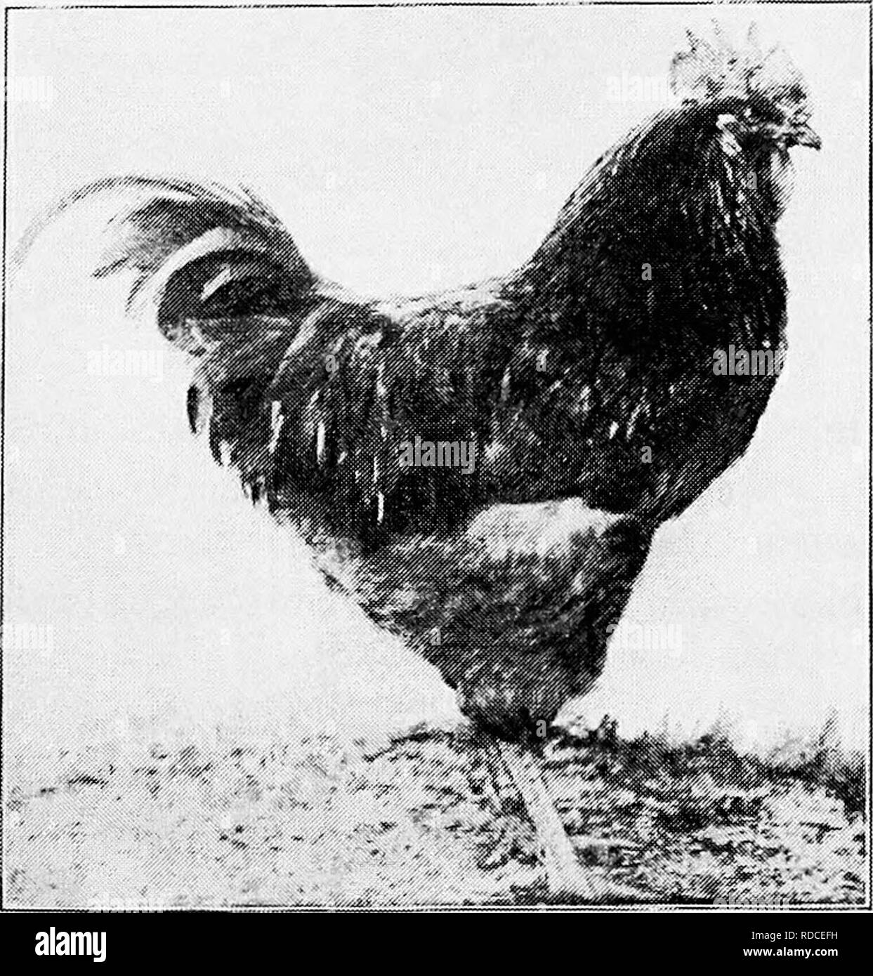 Principios y práctica de la cultura de aves de corral . Las aves de corral.  Fig. 400. Buff Plymouth Rock gallina (Fotografía del propietario, J. A.  Ashhne, en Fitchburg, Massachusetts) diferencia