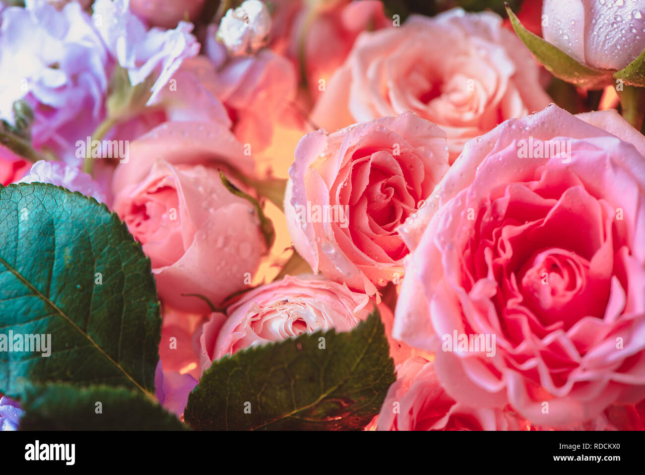 Peony rosas y flores pequeñas con un resplandor interior. Hermosas flores cerca de fondo Foto de stock