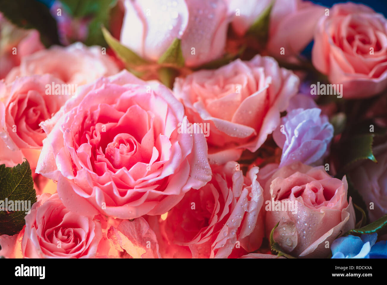 Peony rosas y flores pequeñas con un resplandor interior. Hermosas flores cerca de fondo Foto de stock