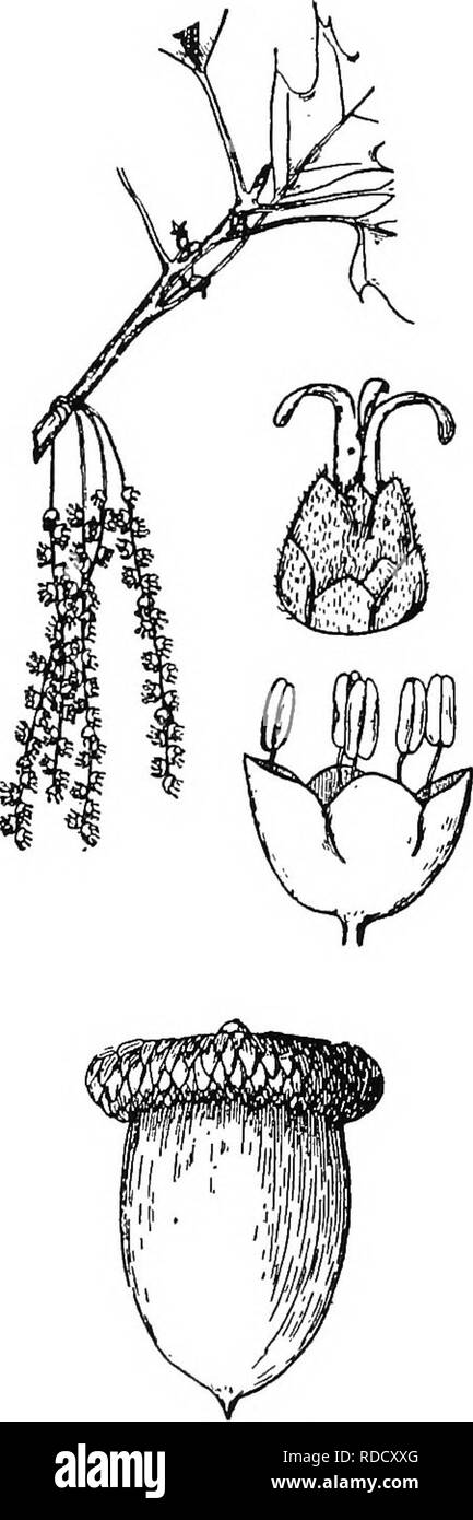 La Botanica Para Estudiantes De Agricultura La Botanica 476 Angiospermas Fig 418 Las Flores Y Frutos Del Roble Rojo Anteriormente Un Florecimiento Branchlet Teniendo Un Cluster De Estaminadas Amentos Ser
