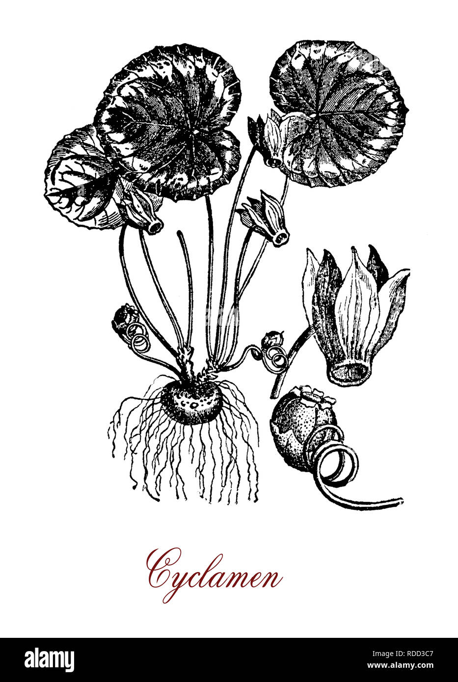 Vintage grabado botánico de Cyclamen, planta perenne con moteado de flores y hojas en forma de corazón de color blanco, rosa o púrpura con la cara hacia abajo Foto de stock