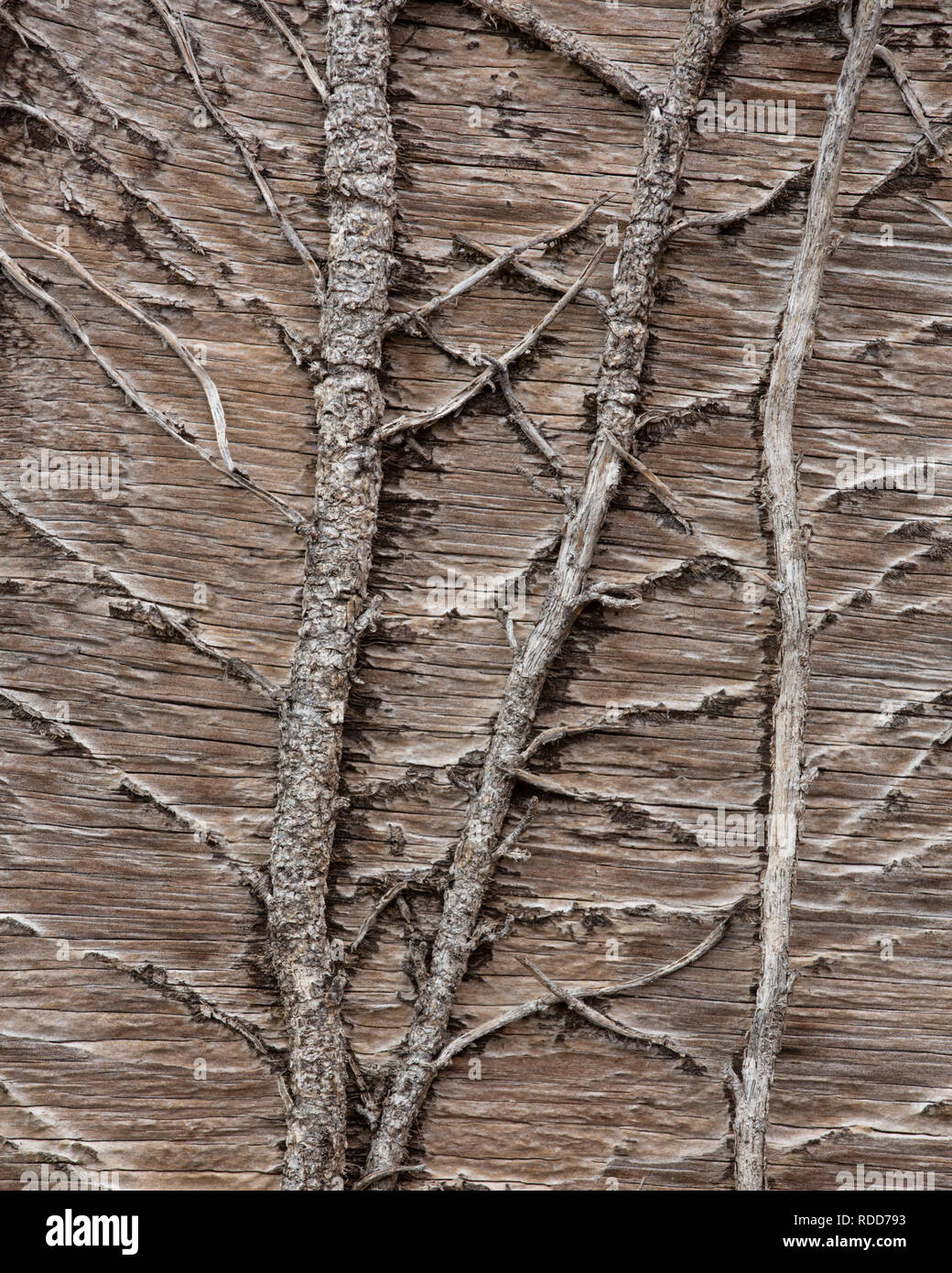 Tallos de hiedra seca madera de escalada Foto de stock
