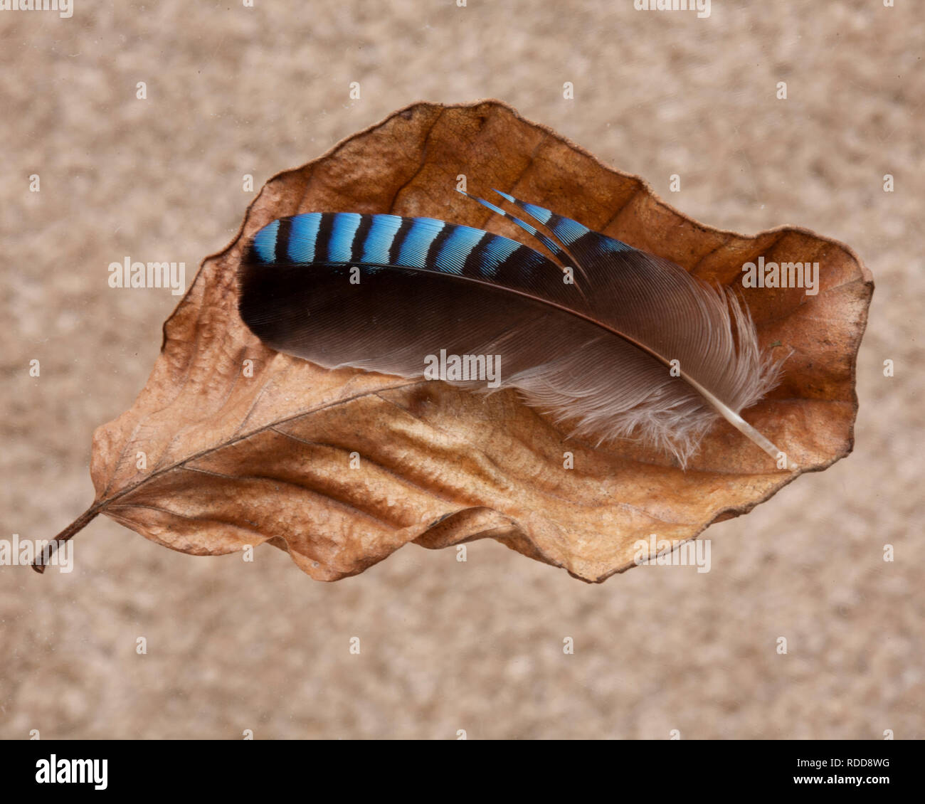 Single Blue Jay Feather Fotos E Imagenes De Stock Alamy
