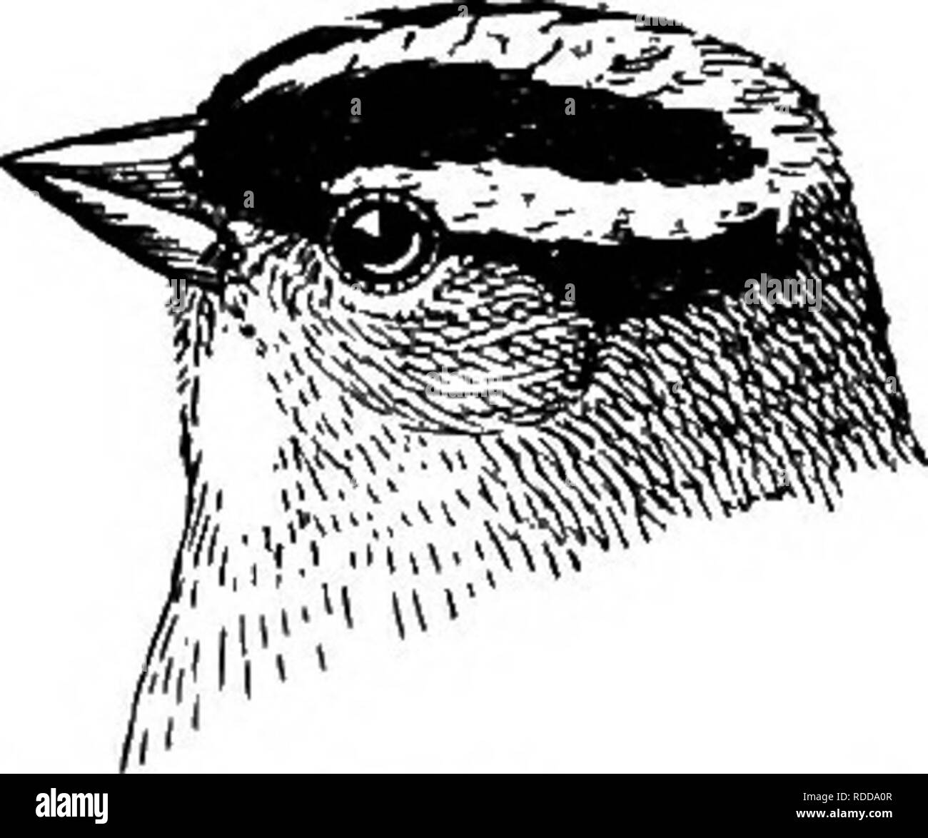 Canto de curruca verde de garganta negra Imágenes de stock en blanco y