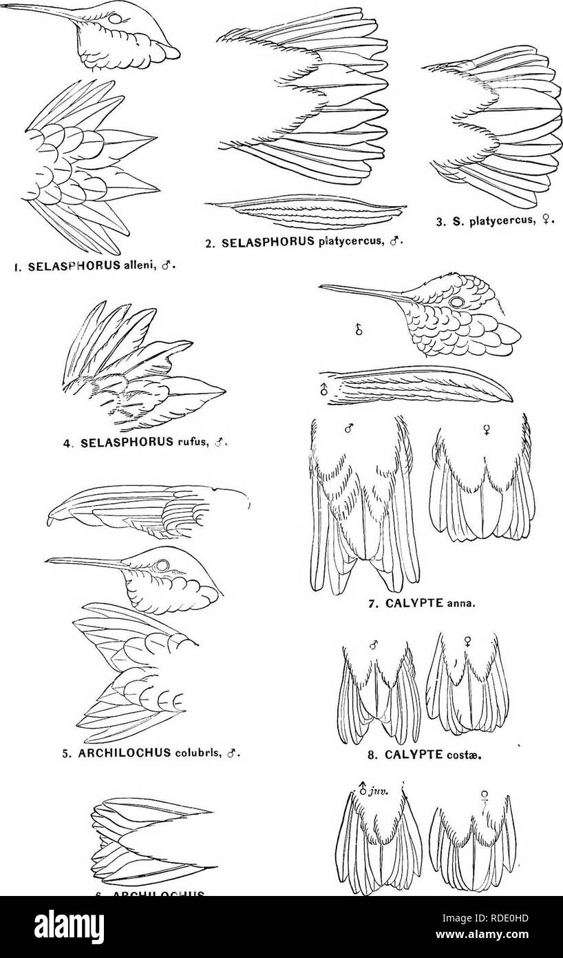 . Las aves de América del Norte y América Central : un catálogo descriptivo de los mayores grupos, géneros, especies y subespecies de aves conocidas se producen en América del Norte, desde el Ártico Tierras del Istmo de Panamá, las Indias Occidentales y otras islas del mar Caribe, y el Archipiélago de Galápagos. Las aves. U. S. National Museum BU LUETIN Nº 50, Parte 5, PL. XXIV. 6. ARCHILOCHUS colubris, V' 3. ARCHILOCHUS alexandri.. Por favor tenga en cuenta que estas imágenes son extraídas de la página escaneada imágenes que podrían haber sido mejoradas digitalmente para mejorar la legibilidad, la coloración y el aspecto de estas ilustraciones pueden no Foto de stock