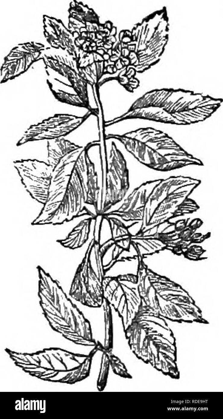 . Los árboles y arbustos : una versión abreviada del Arboretum et fruticetum britannicum : contienen los hardy schrubs y árboles de Gran Bretaña, nativos y extranjeros, y científicamente descrito popular : con su propagación, cultivo y usos y grabados de casi todas las especies. Los árboles, los arbustos, los bosques y la silvicultura. XXVI. bosa^cEjE: Py'rus. 437 secos, 48 lb. 8 oz. Se emplea para todos los propósitos diferentes a los que de P. ^^ria es appUcable, y es considerada más bien como combustible, y preferible para el carbón de leña. La fruta se introdujo en el mercado tanto en Inglaterra y Francia ; y, cuando está en un estado de incipi Foto de stock