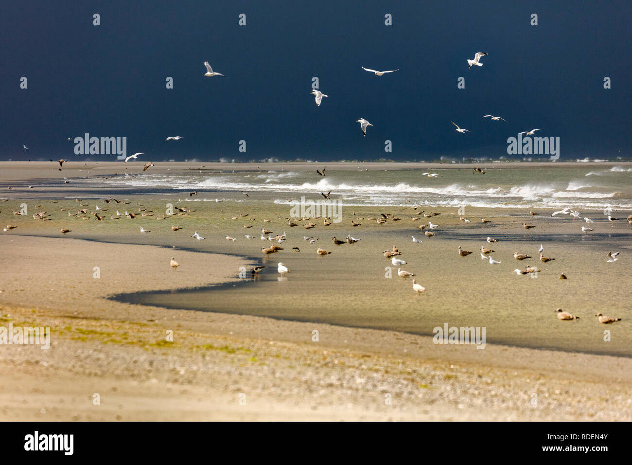 Los Países Bajos, o Rottumeroog Rottum (isla deshabitada), perteneciente a las islas del Mar de Wadden. Sitio de Patrimonio Mundial de la Unesco. Las aves marinas. Tormenta. Foto de stock