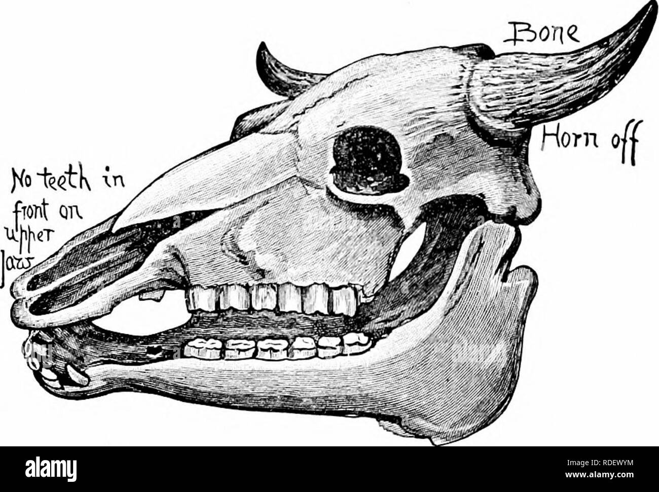 Dientes De Vaca Imagenes De Stock En Blanco Y Negro Alamy