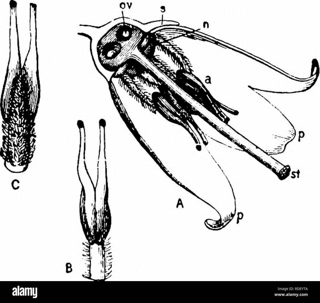 . Manual de polinización de flores : según Hermann Mu?ller la obra 'La fertilización de las flores por los insectos" . La fertilización de las plantas. 3°-DICOTYLEDONES ANGOISPERMAE Herm. Saw 3 Miiller humilde de las abejas en los Alpes, y proporciona la siguiente lista para Westphaha.- A. Diptera. (A) Empidae: i. Em pis opaca F., skg, extraordinaril)" numerosas. (V) Muscidae: 2. Fera Echinomyia Z., repetido!)', skg. [C) Syrphidae: 3. Eristalis arbustorum Z., en muy gran número, skg.; 4. E. horticola Grados, uno de skg.; 5. E. intricarius Z., hacer.; 6. Rhingia rostrata Z., freq., skg. B. Hymenoptera. Apidae: 7. Andrena atrice Foto de stock