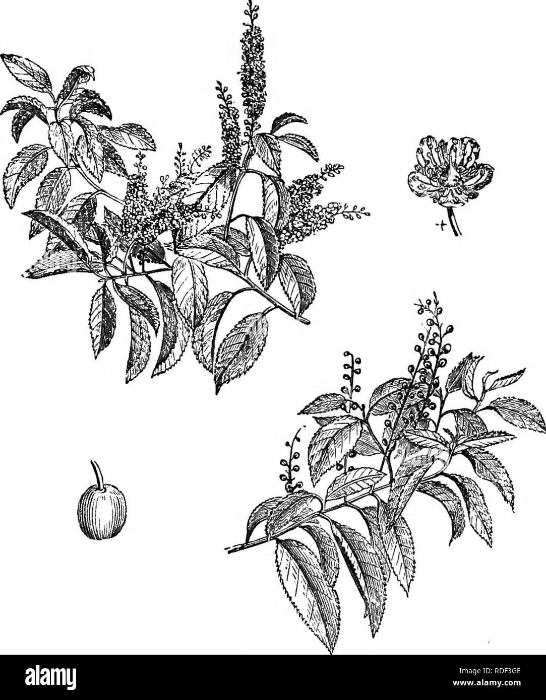 . Los árboles y arbustos : una versión abreviada del Arboretum et fruticetum britannicum : contienen los hardy schrubs y árboles de Gran Bretaña, nativos y extranjeros, y científicamente descrito popular : con su propagación, cultivo y usos y grabados de casi todas las especies. Los árboles, los arbustos, los bosques y la silvicultura. XXVI. BosA^cE^: ce'rasus. 295. 481. C^rasus lusltiinica. Observa, es su ser " tan robusto como desafiando el frío más severas de este país; para, en las duras heladas de 1740, cuando casi todos los otros árboles y arbustos perennes fue severamente aplastados, el Portugal laureles conservaron su v Foto de stock