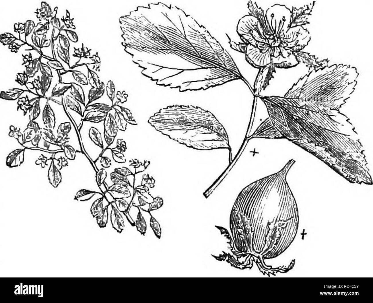 . Los árboles y arbustos : una versión abreviada del Arboretum et fruticetum britannicum : contienen los hardy schrubs y árboles de Gran Bretaña, nativos y extranjeros, y científicamente descrito popular : con su propagación, cultivo y usos y grabados de casi todas las especies. Los árboles, los arbustos, los bosques y la silvicultura. XXVI, Bosa^CEiE: CRAT^^GUS, 383 . parvifblia wats. Muertos. Brit; gus tomentbsa Cratffi'lin. Sp § xiii. Parvifblice. Secc. Char. Las hojas pequeñas, ovaladas, dentadas o escotado, pero difícilmente lobulados. Fruta verde o amarillo verdoso ; bastante grande, hai-d. Si 25. C. PARViFO^LiA Ait. El pequeño-hojas Foto de stock