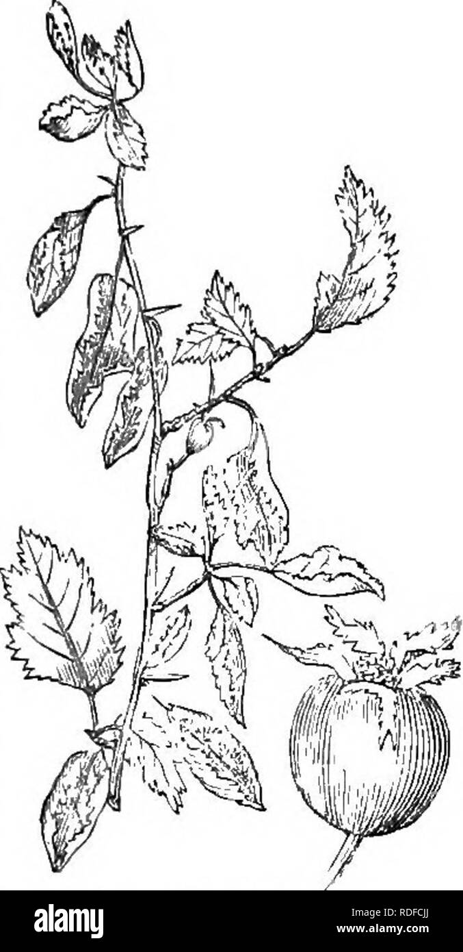 . Los árboles y arbustos : una versión abreviada del Arboretum et fruticetum britannicum : contienen los hardy schrubs y árboles de Gran Bretaña, nativos y extranjeros, y científicamente descrito popular : con su propagación, cultivo y usos y grabados de casi todas las especies. Los árboles, los arbustos, los bosques y la silvicultura. XXVI. BOSA CEjE : CRATJE'GUS. 355 9 C. g. 3, C. subvillosa subvillosa Fisch., (nuestro /g.636. Y ^.681. En la pág. 388.) es aparentemente otra variedad de pre- cedente, ordenar o, quizás, de C. cocclnea. Es muy distinto en apariencia, de su velloso, hojas torcidas y raquíticos tortuoso Foto de stock