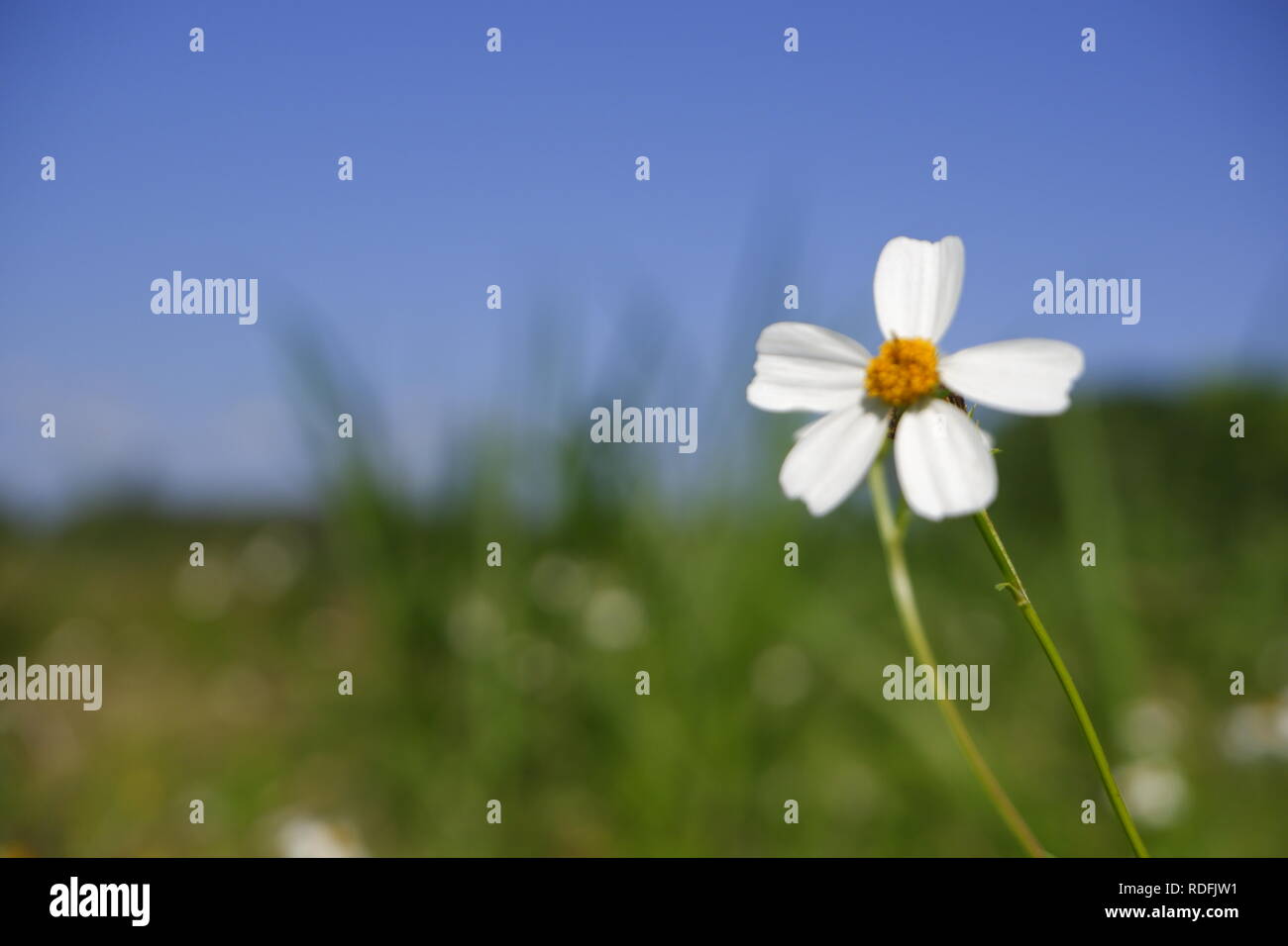 Daisy flor blanca flor en la naturaleza contra el fondo de cielo azul Foto de stock