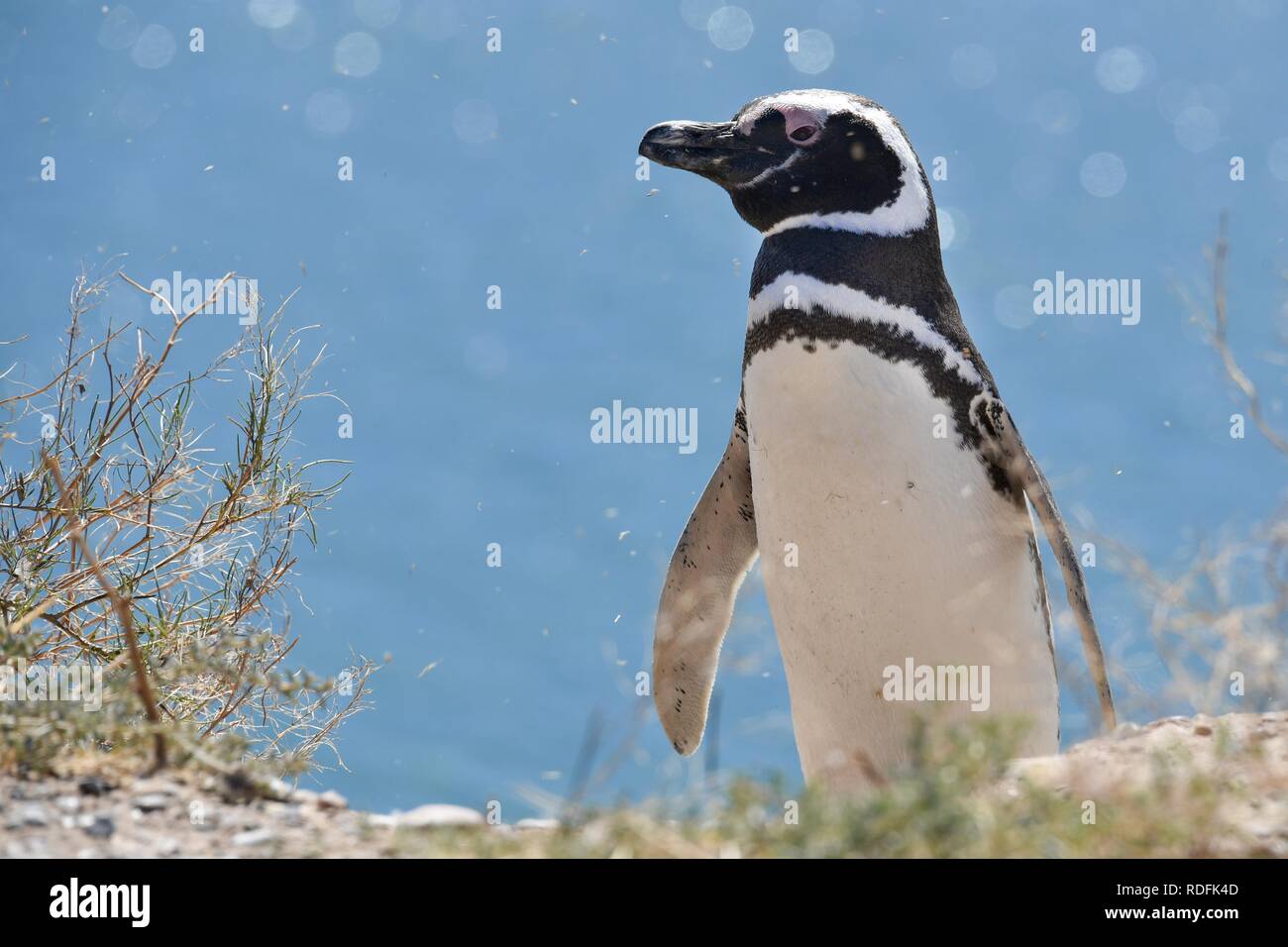 Pingüino de Magallanes (Spheniscus magellanicus), la colonia de pingüinos de Punta Tombo cerca Pininsula Valdez, Patagonia, East Coast Foto de stock