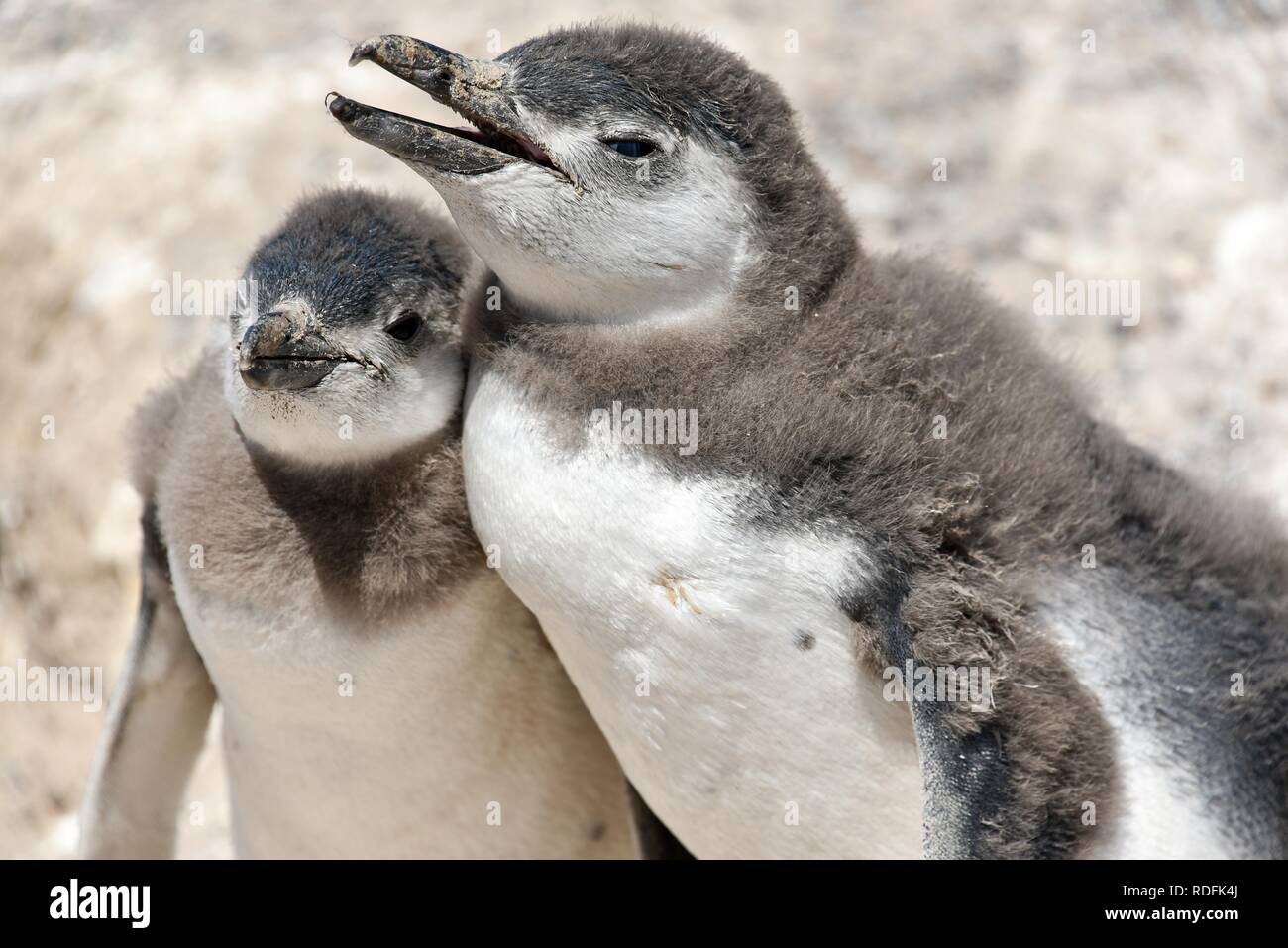 Pingüinos de Magallanes (Spheniscus magellanicus), los animales jóvenes, la colonia de pingüinos de Punta Tombo cerca Pininsula Valdez, Patagonia Foto de stock