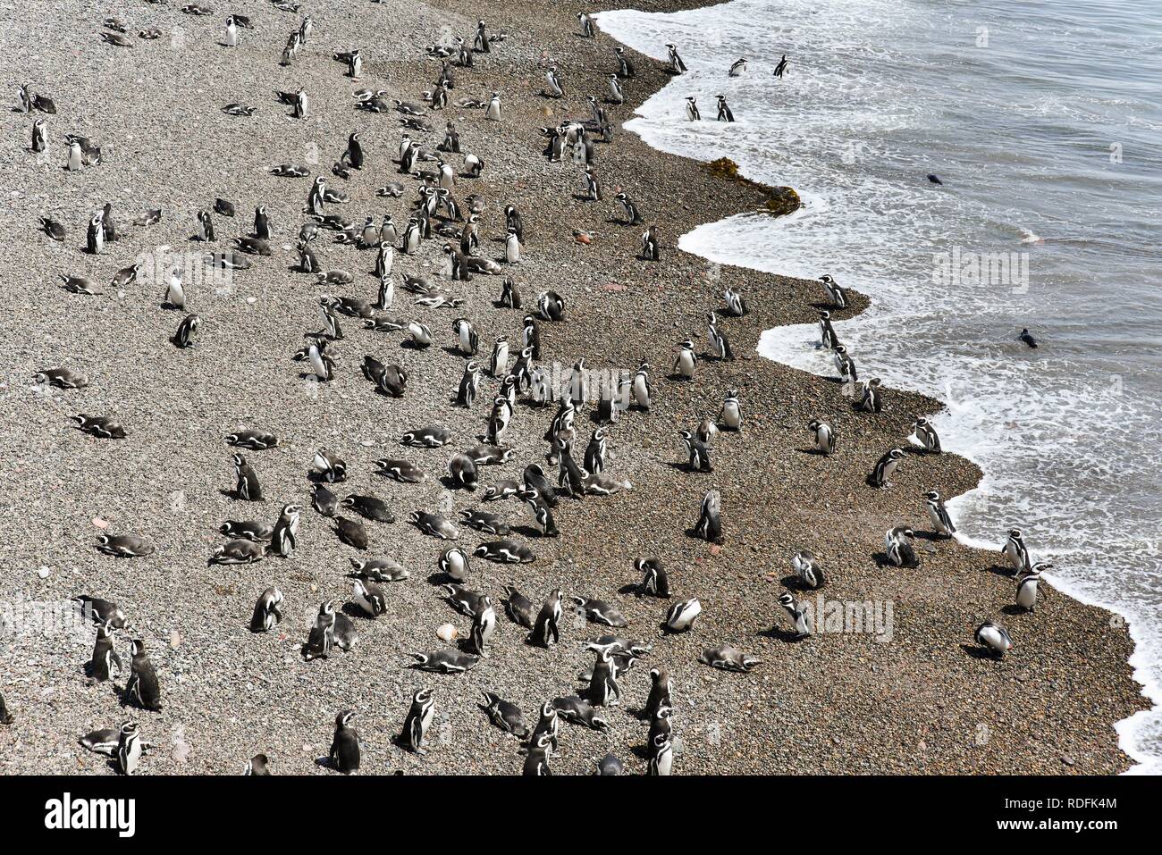 Pingüinos de Magallanes (Spheniscus magellanicus), la colonia de pingüinos de Punta Tombo cerca Pininsula Valdez, Patagonia, East Coast Foto de stock