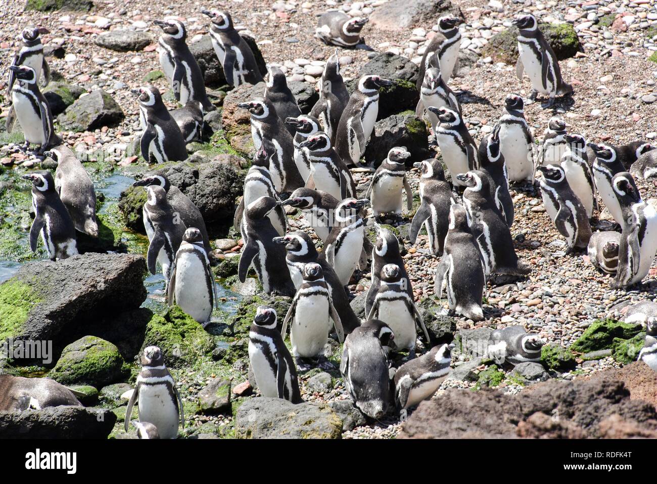 Pingüinos de Magallanes (Spheniscus magellanicus), la colonia de pingüinos de Punta Tombo cerca Pininsula Valdez, Patagonia, East Coast Foto de stock