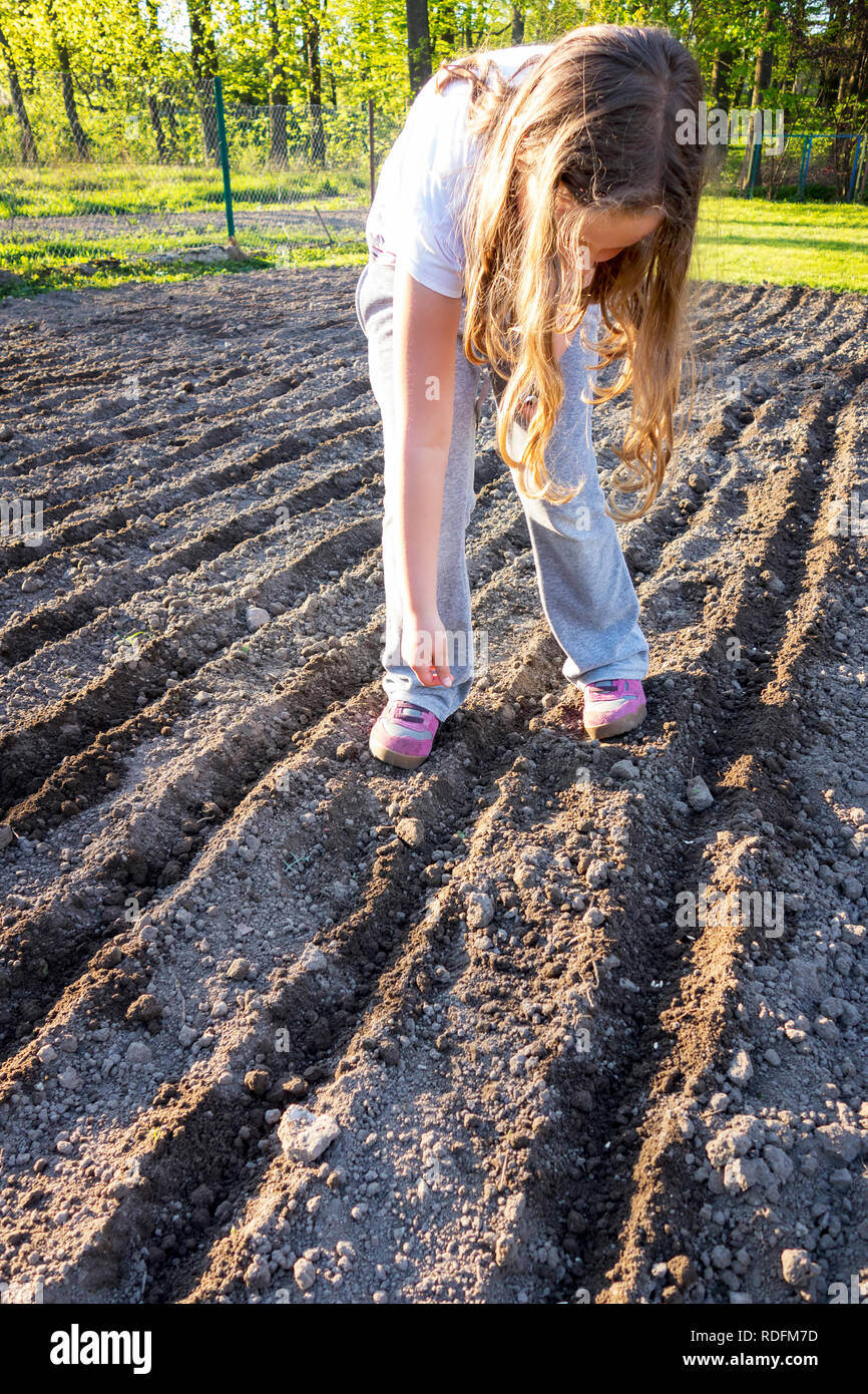 Chica de plantar las semillas de frijol en el campo filas. Foto de stock