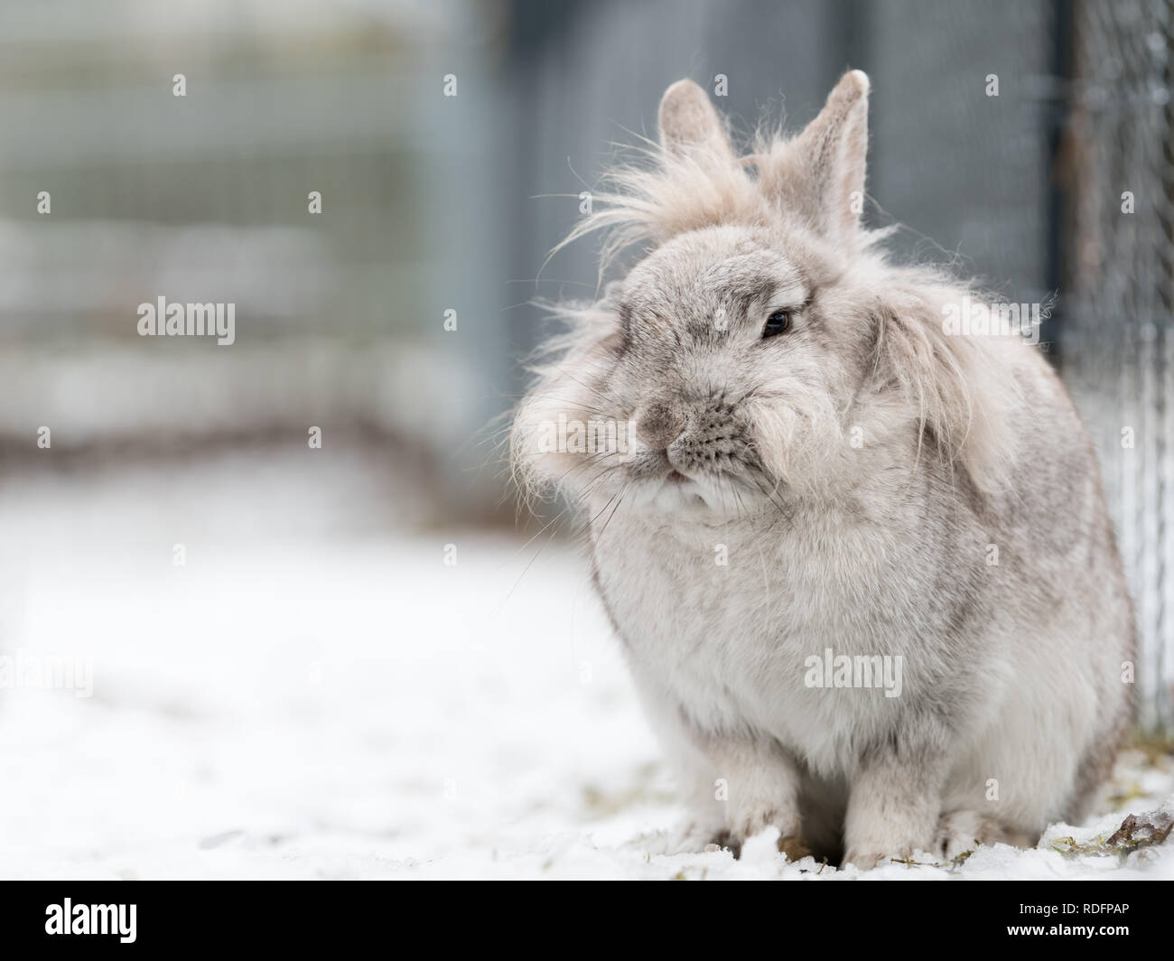 Un conejo enano blanco (Lions head) sentados en la nieve. Foto de stock
