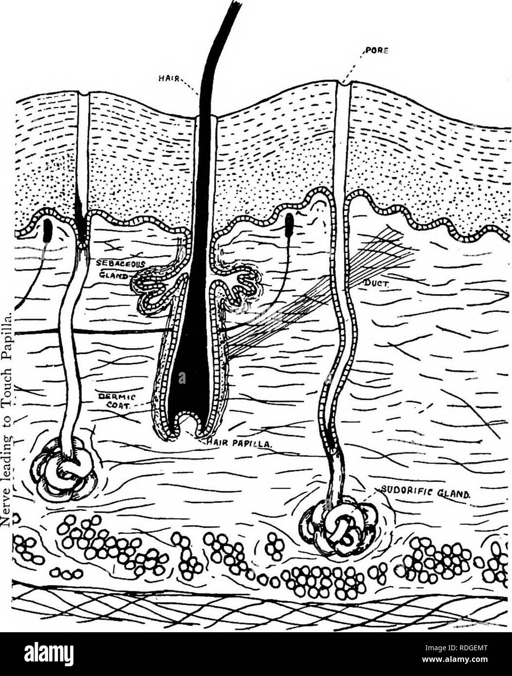 Libro de texto elemental de zoología. 454. carnosus ATA de acordes,  mientras que la grasa se concentra como una capa en la base de la dermis,  llamado el panículo adiposus. Esta