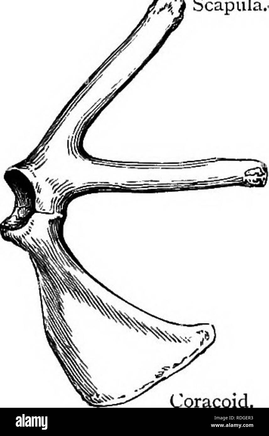 Libro de texto elemental de zoología. REPTILIA. 443 están vagamente unidos  por ligamentos. De ahí las serpientes tienen un enorme 