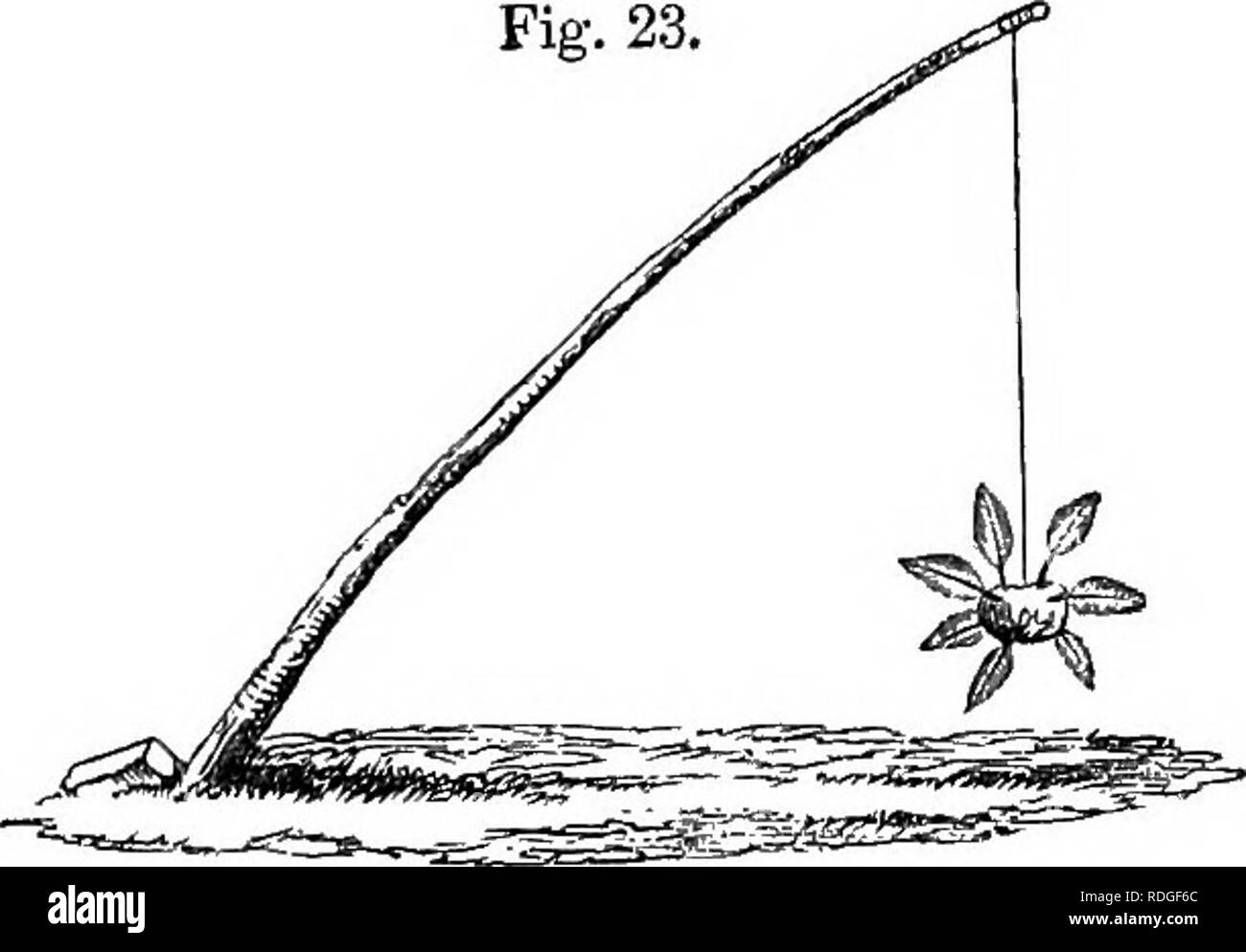 . El libro del jardín. Jardinería. Plantas BRASSICACEOUS.-El repollo. 83 plantado como cualquier otra corte-produ- mentar, a su debido tiempo, las plantas aptas para el uso, y esquejes para propagar los suministros. Aficionados podrían de esta manera mantener una sucesión de acciones sin la molestia de sembrar la semilla. La gran ventaja, sin embargo, es mantener el stock nated uncontami-. Siembra y siembra. A la hora de sembrar- ing para un cultivo principal, para llegar a utilizar el mayo siguiente, es por larga experiencia fijados por el mercado de Londres-jardineros para ser del 25 de agosto al 1 de septiembre. Hace 15 días Foto de stock