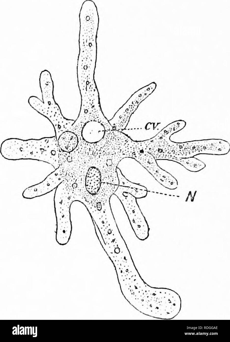 . Cómo utilizar el microscopio; una guía para el principiante. Microscopios. 60 Cómo usar el microscopio llamado así después de que el mítico gigante. El cuerpo es en forma de pera, con una cabeza aplanada y una cola oblicuos. Hay dos pares de antermse y cinco pares de patas cortas, por medio del cual el crustáceo httle imbéciles a sí mismo a través del agua. Las hembras superan ampliamente a los varones en número, y son fácilmente conocido. Fig. 21.-Amceba Proteus. CV, Vacuola contráctil ; N, Nucleus. por los sacos de huevos que cuelgan a ambos lados de la parte inferior del cuerpo. Otros tipos de crustáceos diminutos viven en agua dulce, pero Foto de stock