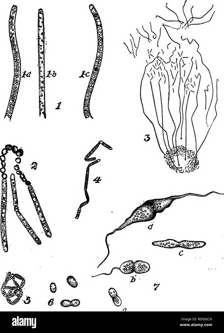. Las bacterias en relación a la vida del país. Las bacterias. Fig. 55. Bacterias del azufre.-1. Beggiatoa alba, (o) un filamento rico en gránulos de azufre; (6' y c) filamentos mostrando la desaparición gradual del azufre; X 900. 2. Filamentos muriendo por falta de azufre; X 900. 3. Thiothrix tenuis; X 100. 4. Filamento de motil Thiothrix tenuis; X 900. 5. Thio- dictyon elegans; X 900. 6. Thiothece gelaiinosa; X 900. 7. (A) Chromatium Weissii; (b) Chromatium Okfmii; (c) Rhabdochromatium roseum; (d) Rhab' dochromatium fusiforme; X 900. Después Winogradski (Todos). Por favor tenga en cuenta que estas imágenes se extraen de escaneados Foto de stock