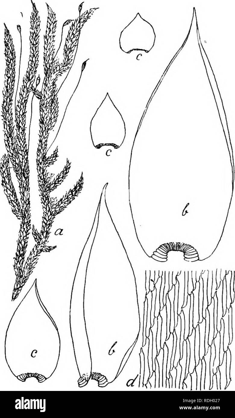 . Flore de Buitenzorg. La botánica. 1300 Mg. 209. C. MiiLL Pungentella turgida. En Engl. Bot. Jahrb. -1896, pág. 330. ? Stereodon titrgidus Mitt. M. Ind. o p. 196 (1859). Sematophyllum turgidum (Dz. Mb). Jaeg. En Adbr. II, 447 (1875). Exsiccata: M. Fleischer, M. Archip. Ind. N". 300 (1902). .Zweihausig. Getrenntrasig. d Pflanzen en eigenen Rasen, cT Blaten am secundaren Stengel und aststandig, sehr klein, knospenformig, ohne Paraphysen, Hiillblatter oval, kurz aus- gefressen dreispitzig gezahnelt, Meist HD. 9-knospen Bluten langlich- formig, innere Hiillblat- ter, ovallanglich scheidig, rasch en e Foto de stock