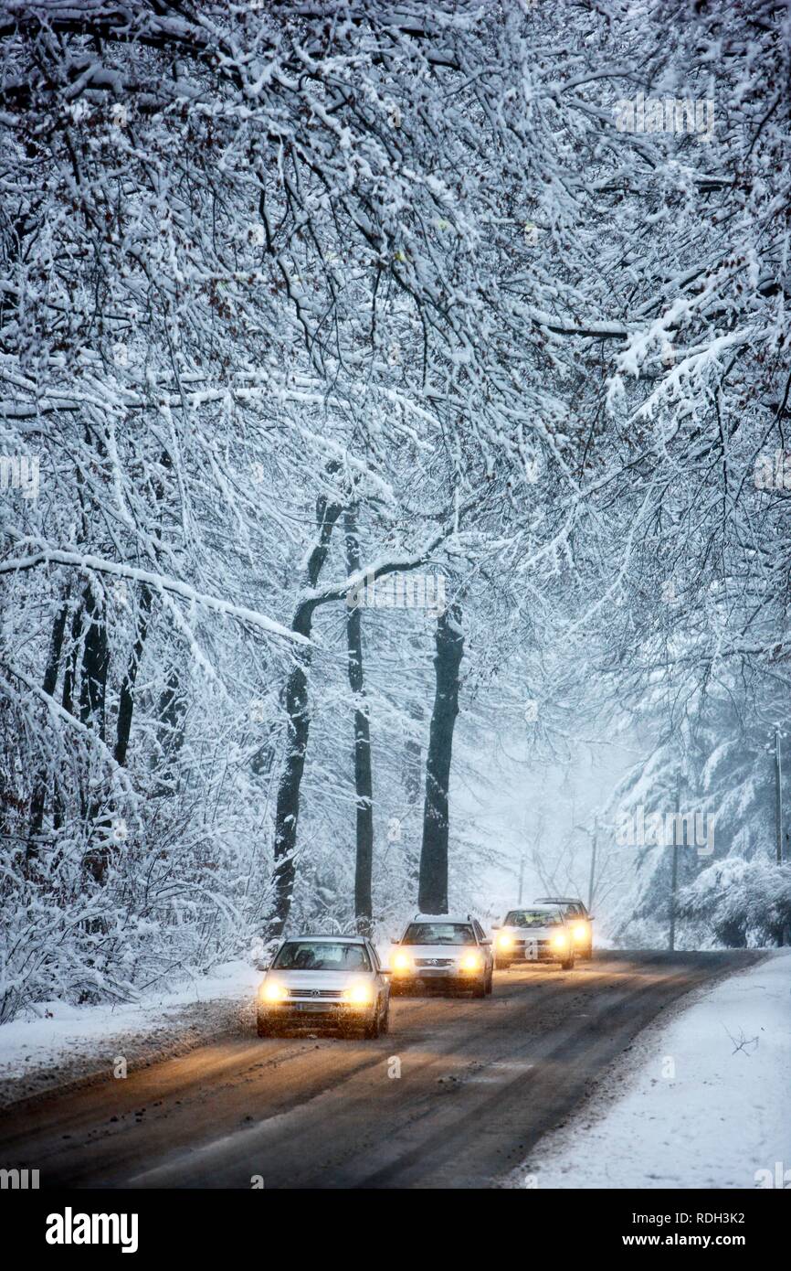 Conducción en invierno, los vehículos en un camino despejado en un bosque cubierto de nieve con la caída de nieve, Essen, en Renania del Norte-Westfalia Foto de stock