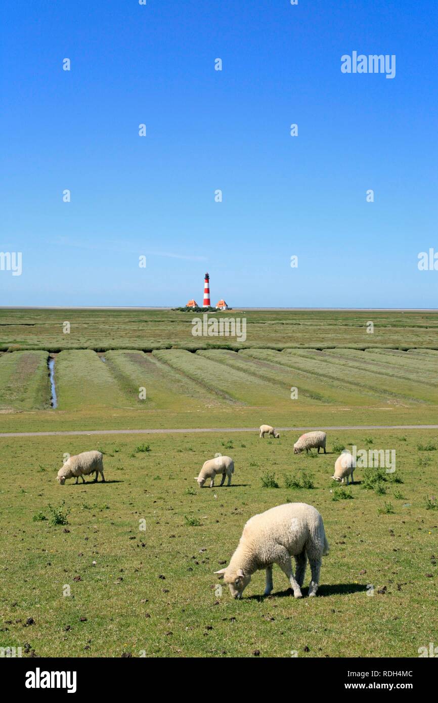 Ovejas delante de Westerhever Faro, la costa del Mar del Norte, Schleswig-Holstein, en el norte de Alemania Foto de stock