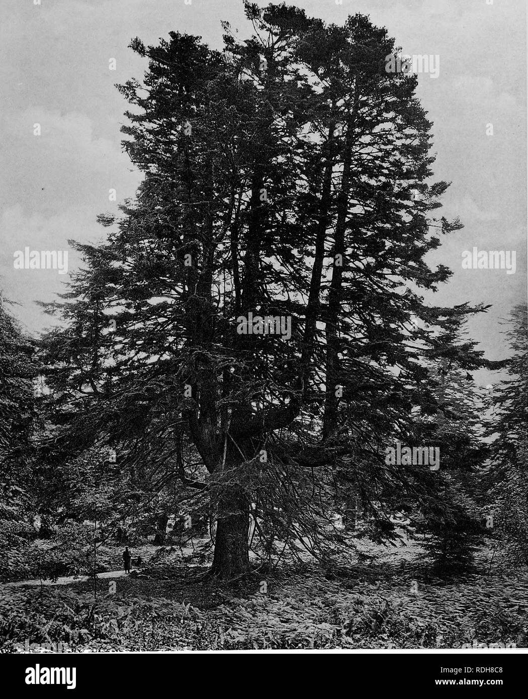 . Los árboles de Gran Bretaña &Amp; Irlanda. Los árboles; los árboles. La placa 211. Abeto EN TULLYMORE. Por favor tenga en cuenta que estas imágenes son extraídas de la página escaneada imágenes que podrían haber sido mejoradas digitalmente para mejorar la legibilidad, la coloración y el aspecto de estas ilustraciones pueden no parecerse perfectamente a la obra original. Elwes, Henry John, 1846-1922; Henry, Agustín, 1857-1930. Edimburgo, Priv. Imprimir. Foto de stock