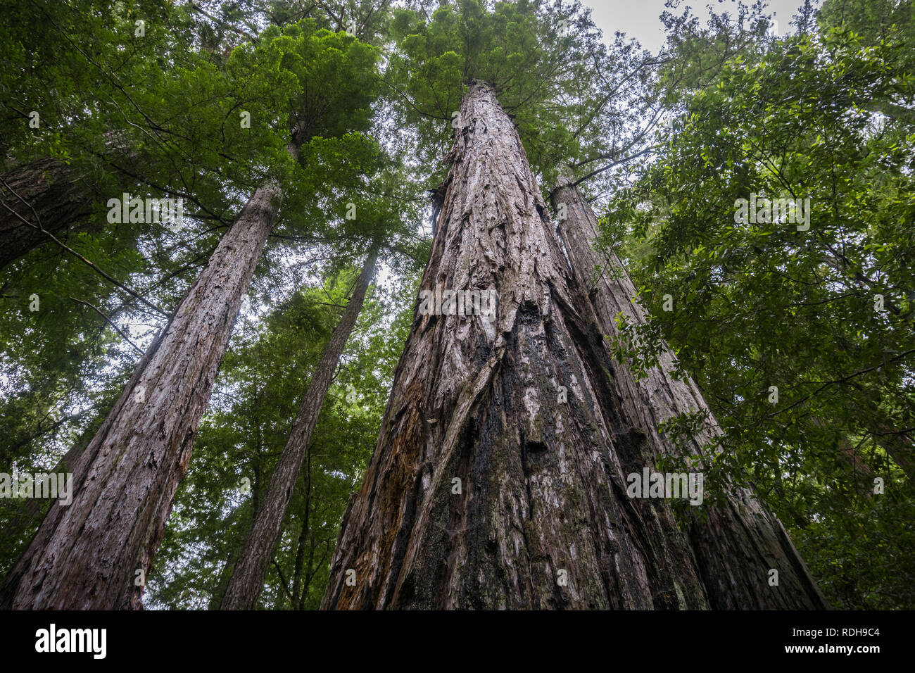 Los majestuosos bosques de secoyas de Big Basin State Park, California Foto de stock