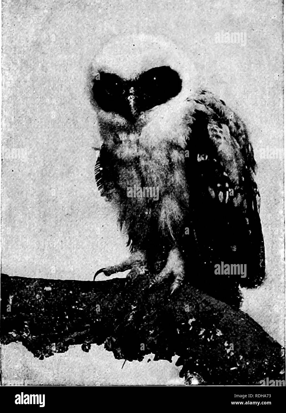 . Popular guía oficial para el parque zoológico de Nueva York . Los parques zoológicos; animales de zoológico. Nueva horquilla Zoological Park. 129 râââ â1. Espectáculo OWL. ly vuelo silencioso. Las suaves plumas de downey de la lechuza permiten al ala su camino a través del aire con tan poco ruido como una hoja que cae. El mochuelo, la lechuza {Otus asio).âThis poco horned owl es nuestra especie comn, y frecuenta el barrio de viviendas y huertos. Ser nocturna es más com- mon de lo que generalmente se supone, y su curiosa llorar, que no es un mochuelo, pero un musical, quavering serie de notas, es la causa más frecuentemente conduce a i Foto de stock
