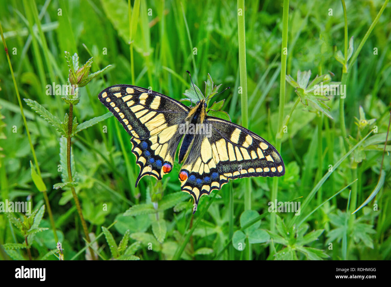 Los Países Bajos, el Viejo Mundo Schimmert, especie o swallowtail amarillo común (Papilio machaon) Buttercup planta. Foto de stock