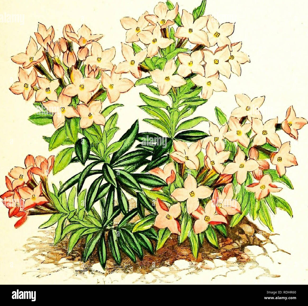 La Flora De Los Alpes Siendo Una Descripcion De Todas Las Especies De Plantas En Floracion