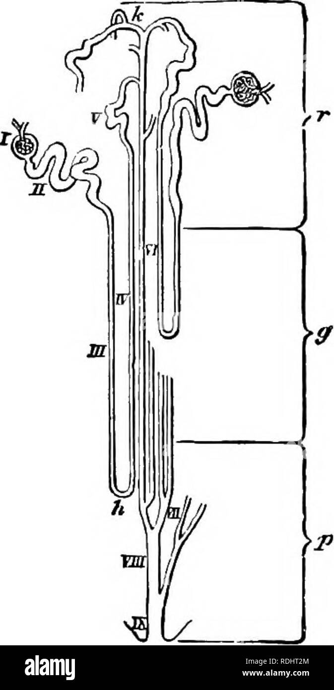 Piramides renales fotografías e imágenes de alta resolución Alamy