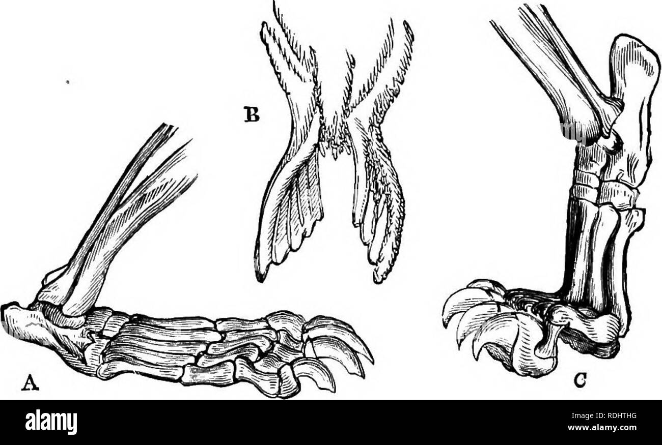 . Un libro de texto en general, fisiología y anatomía. Fisiología