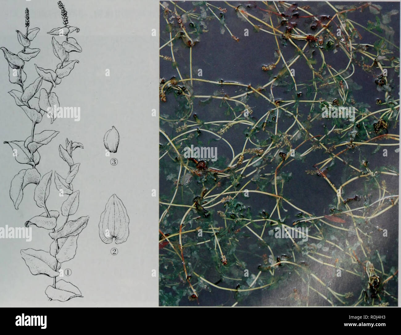 E1 2 Fotos E Imagenes De Stock Alamy