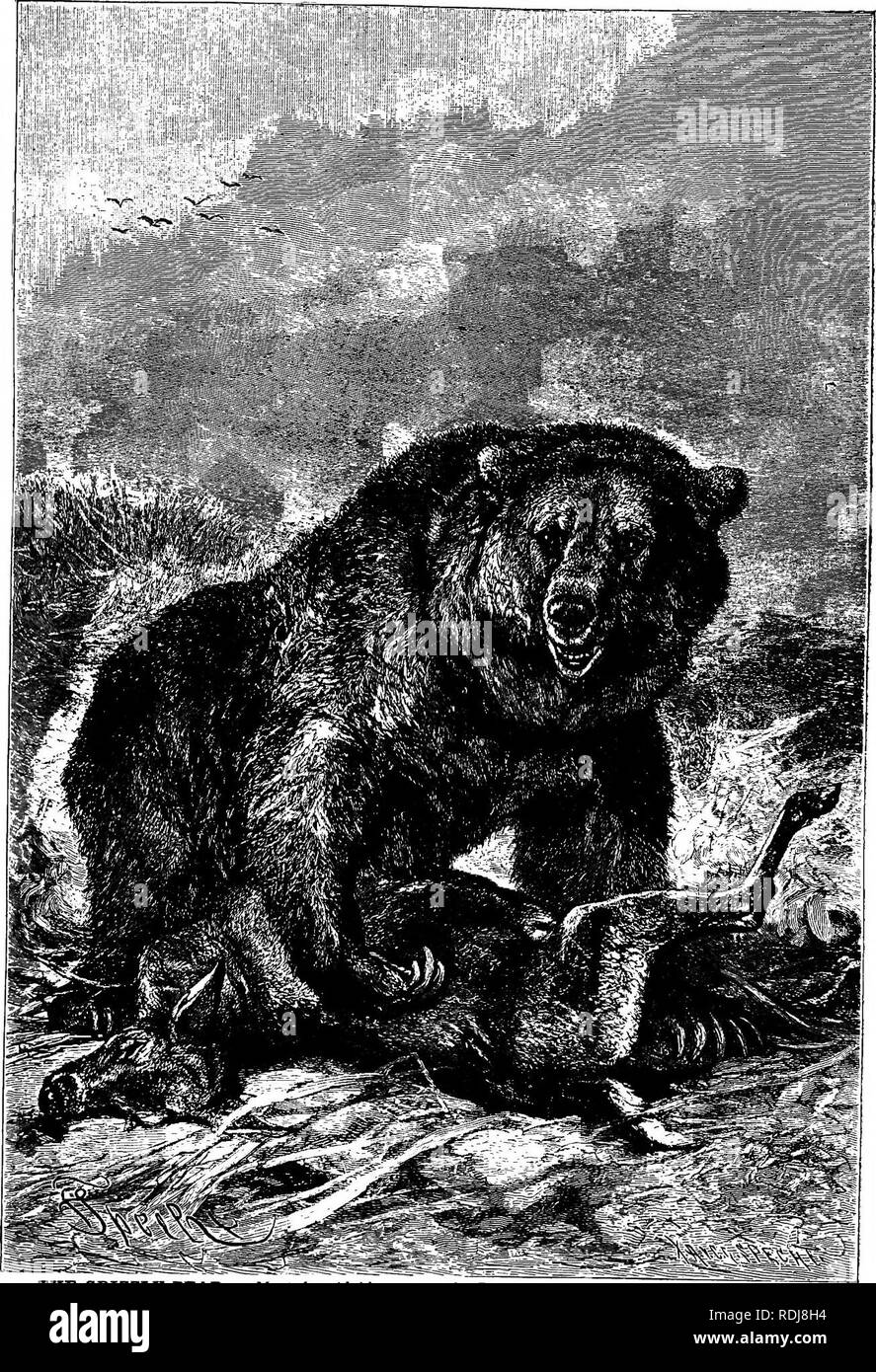 . Los animales del mundo. Brehm la vida de los animales;. Los mamíferos. La familia de osos-oso pardo. 249 silenciosamente administrado a él un cuadro en la oreja. Este enUvened su comprensión, y regresó y trajo un ©f los Cubs en su boca. La madre miraba, y de nuevo volví a llevar a la otra, que, sin embargo, él cayó en medio de la secuencia. Entonces ella se abalanzaron, admin- istered otro castiga- ción, obligarla a hacer su deber, y toda la familia prosiguió su camino en paz." Los jóvenes campesinos y cazadores de Rusia y Siberia, todos dicen que cada hembra tiene un oso Pestu Foto de stock