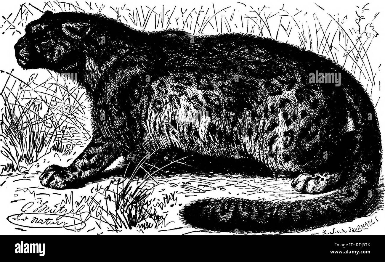 Los animales del mundo. Brehm la vida de los animales;. Los mamíferos. La familia gato onza. 119 superar su obstinación sin maltratar a él, porque él no me pertenecen, y he Los animales del mundo. Brehm la vida de los animales;. Los mamíferos. La familia gato onza. 119 superar su obstinación sin maltratar a él, porque él no me pertenecen, y he
