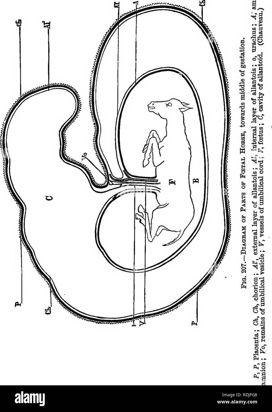 . Un libro de texto de Zoología Agrícola. Zoología, económicos. 434 MAMMALIA. f. Por favor tenga en cuenta que estas imágenes son extraídas de la página escaneada imágenes que podrían haber sido mejoradas digitalmente para mejorar la legibilidad, la coloración y el aspecto de estas ilustraciones pueden no parecerse perfectamente a la obra original. Theobald, Federico Vicente, 1868-1930. Londres y Edimburgo, W. Blackwood and sons Foto de stock