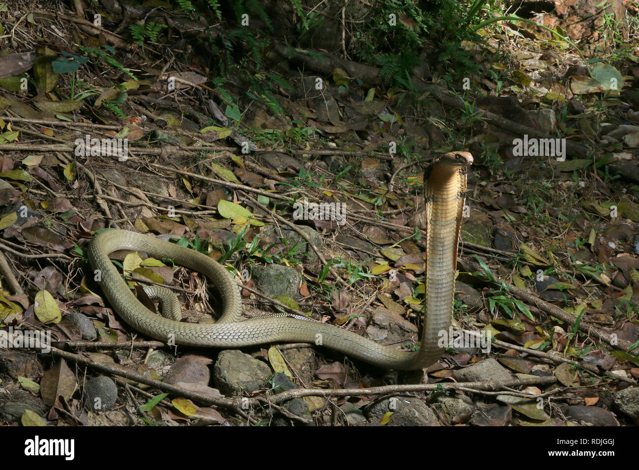 King Cobra (Ophiophagus hannah), es una especie de serpientes venenosas de la familia Elapidae, endémica de los bosques de la India a través del Sudeste de Asia Foto de stock