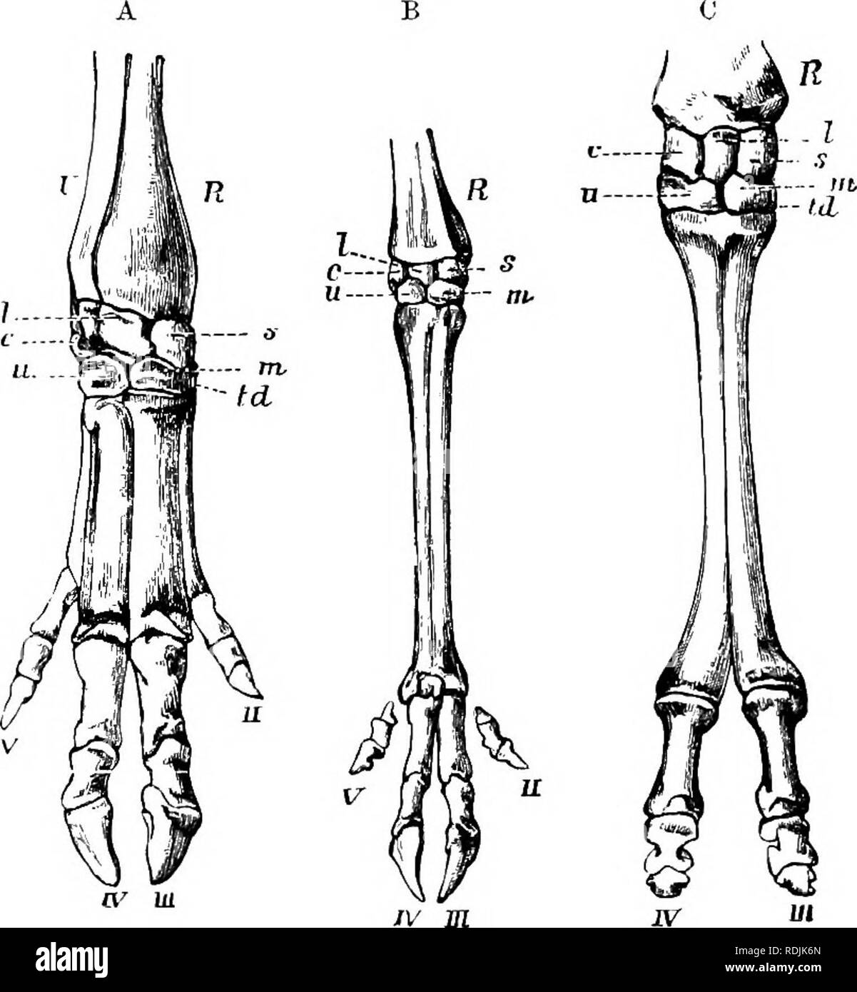 Huesos Del Pie Nombres Partes Y Funciones De Esta Anatomia Osea Podoactiva Lideres En Podologia